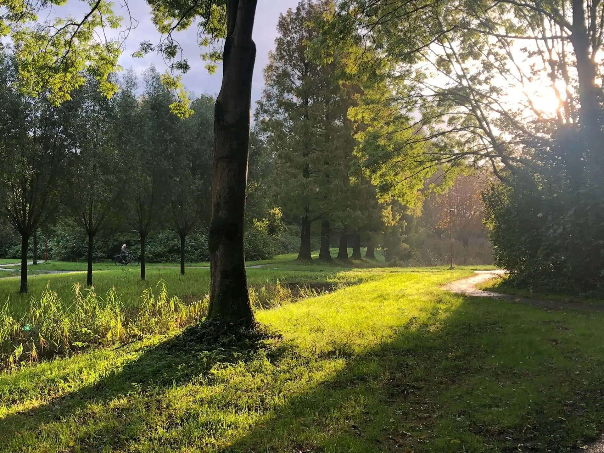Natuurbos met wandelpad en zonlicht, perfect voor ontspanning en gezondheid, omgeven door groene bomen en rustgevende natuur.